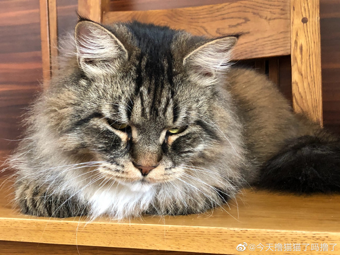 猫图片|宠物猫|猫咪|