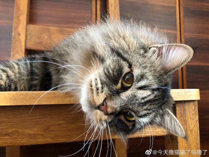 猫图片|宠物猫|猫咪|