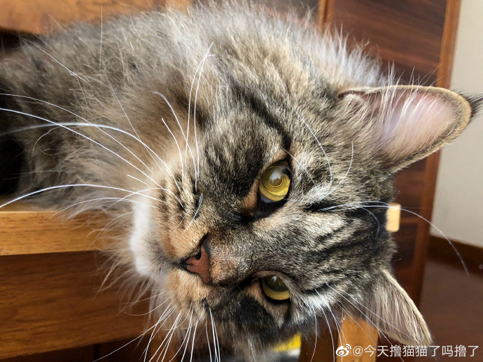 猫图片|宠物猫|猫咪|