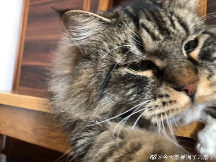 猫图片|宠物猫|猫咪|