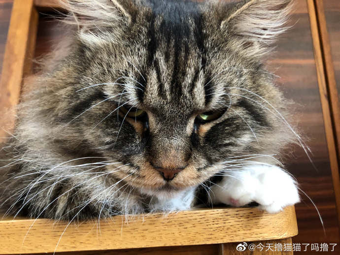 猫图片|宠物猫|猫咪|