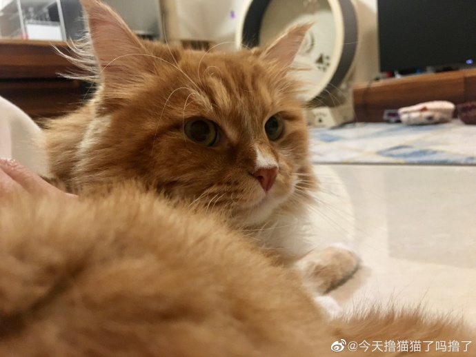 猫图片|宠物猫|猫咪|