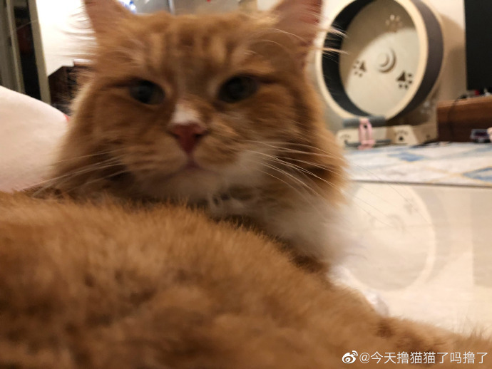 猫图片|宠物猫|猫咪|