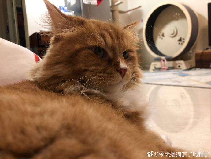 猫图片|宠物猫|猫咪|