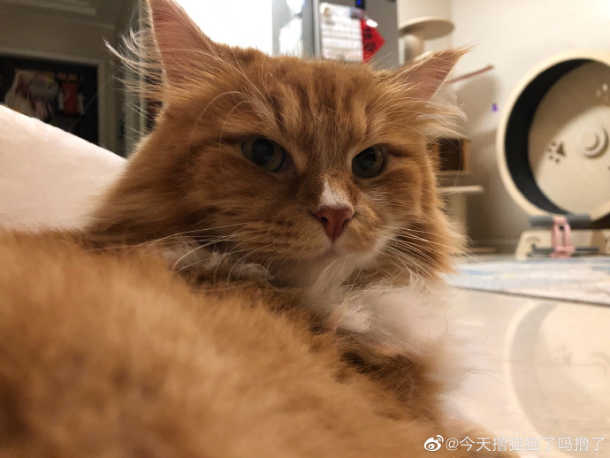 猫图片|宠物猫|猫咪|