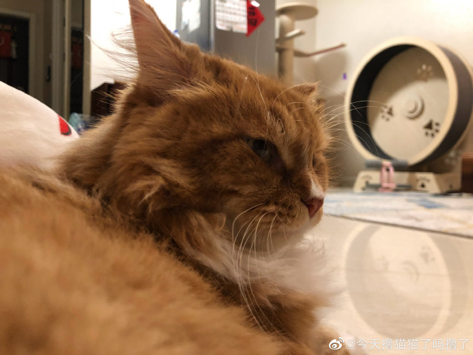 猫图片|宠物猫|猫咪|