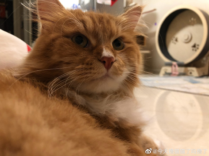猫图片|宠物猫|猫咪|