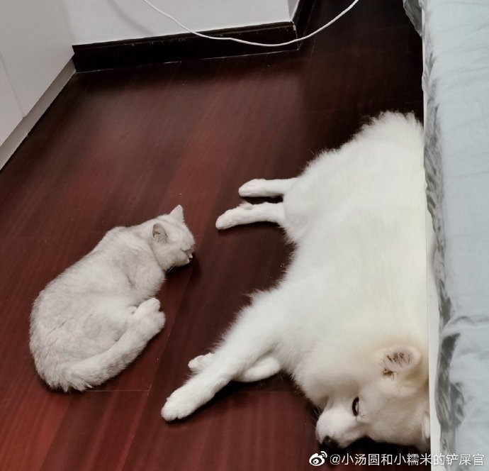 猫图片|宠物猫|猫咪|