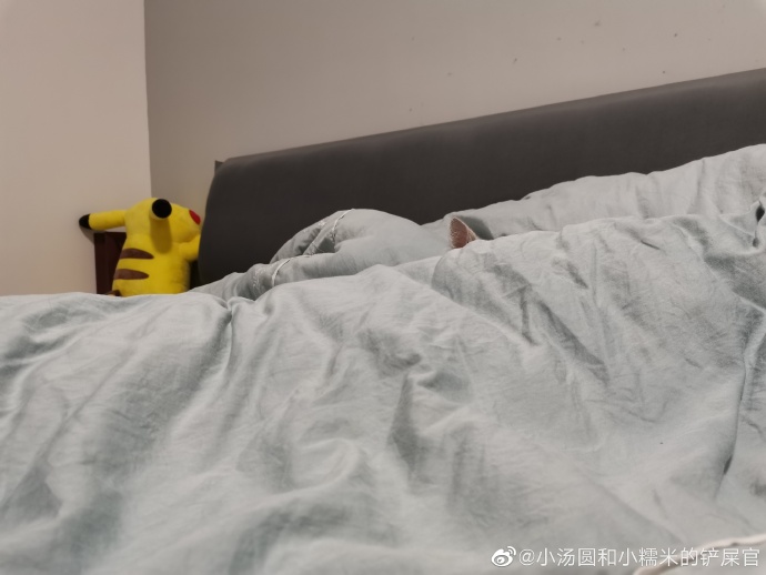 猫图片|宠物猫|猫咪|