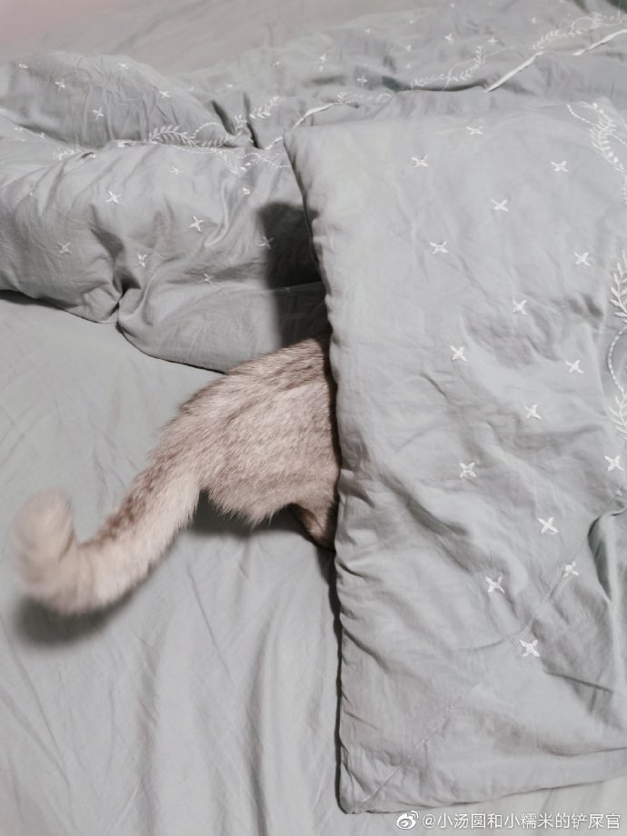 猫图片|宠物猫|猫咪|