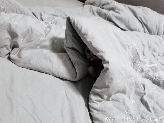 猫图片|宠物猫|猫咪|