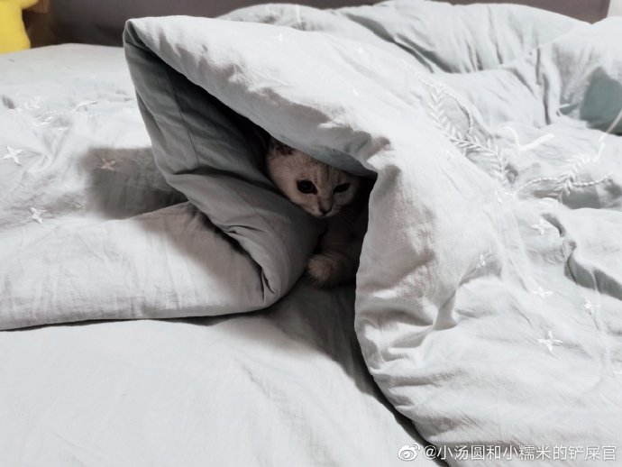 猫图片|宠物猫|猫咪|