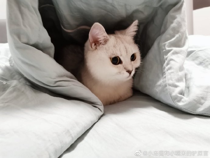 猫图片|宠物猫|猫咪|