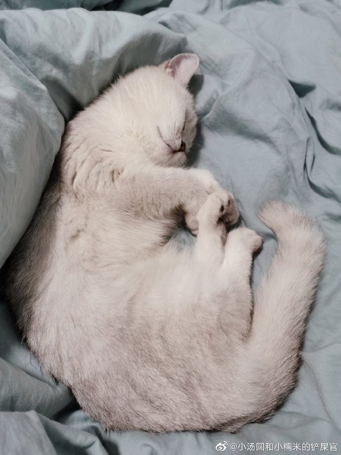 猫图片|宠物猫|猫咪|