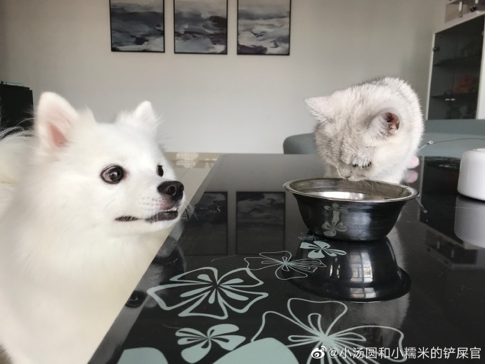 猫图片|宠物猫|猫咪|