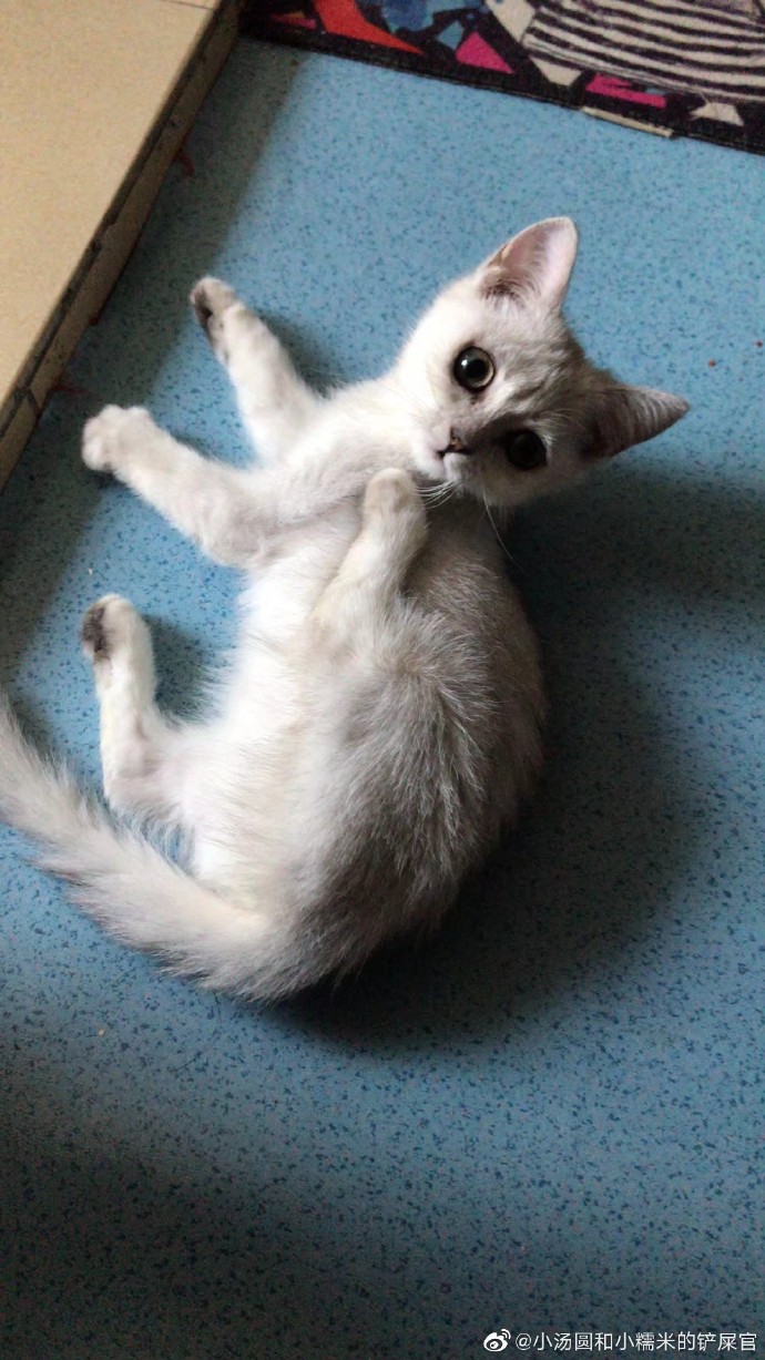 猫图片|宠物猫|猫咪|