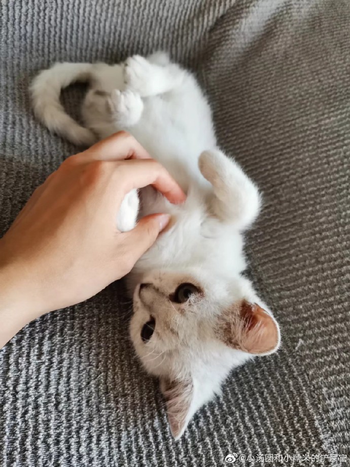 猫图片|宠物猫|猫咪|