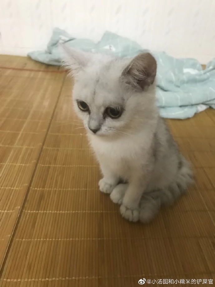 猫图片|宠物猫|猫咪|