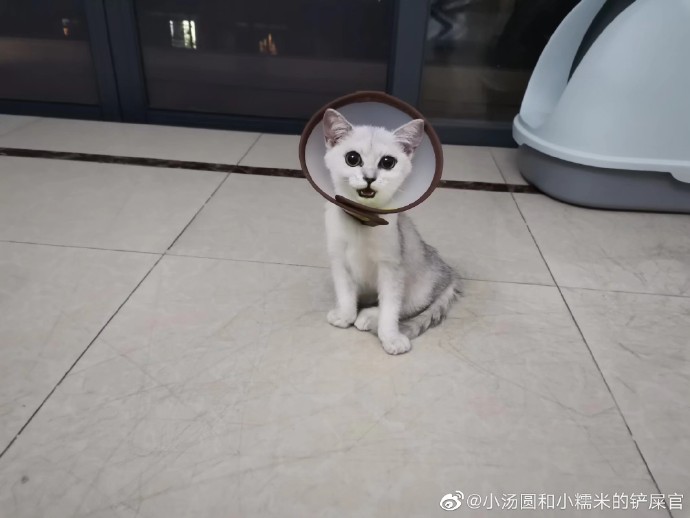 猫图片|宠物猫|猫咪|