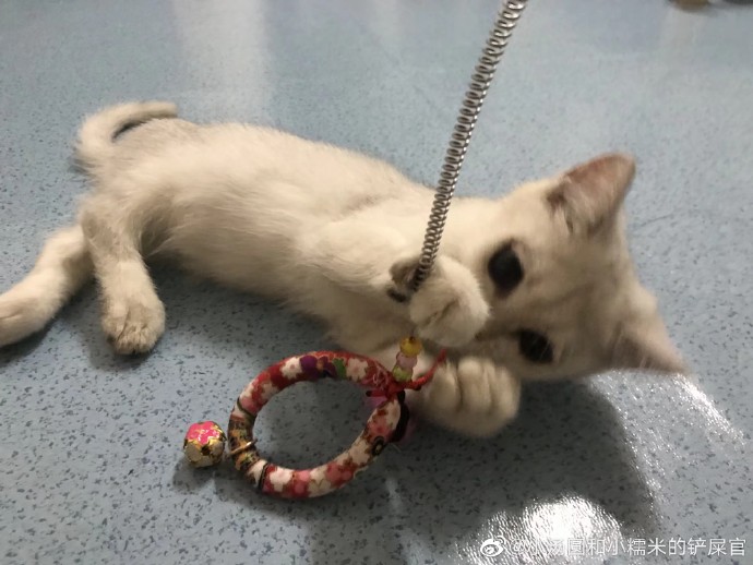 猫图片|宠物猫|猫咪|