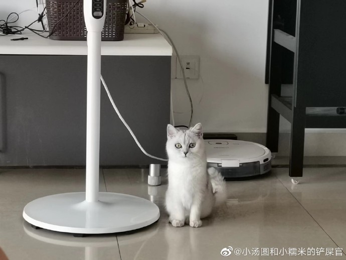猫图片|宠物猫|猫咪|