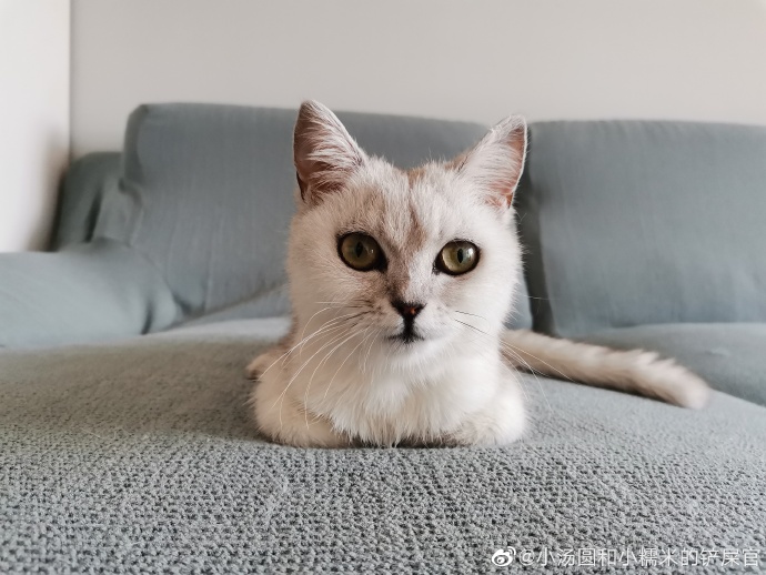 猫图片|宠物猫|猫咪|