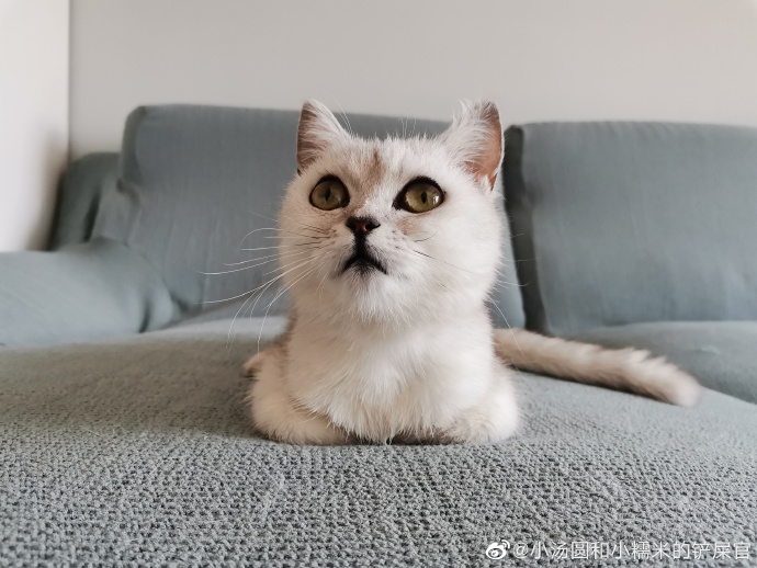 猫图片|宠物猫|猫咪|