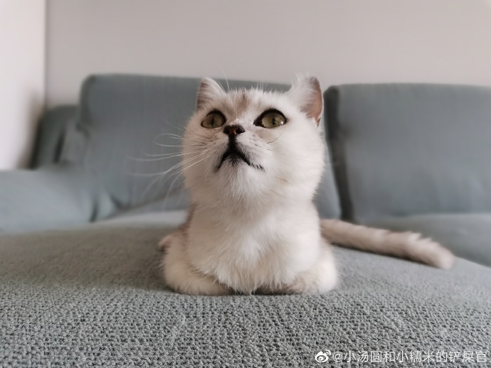 猫图片|宠物猫|猫咪|