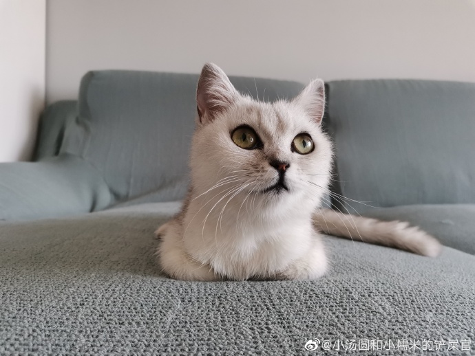 猫图片|宠物猫|猫咪|