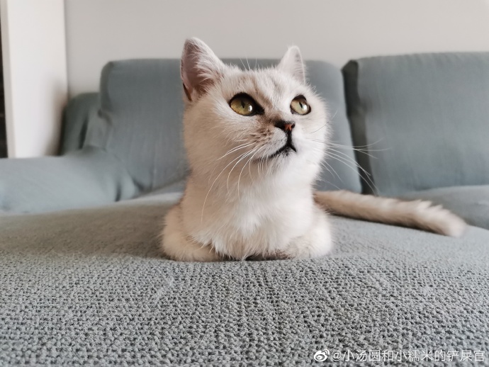 猫图片|宠物猫|猫咪|