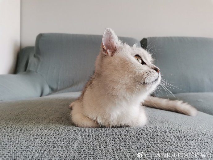 猫图片|宠物猫|猫咪|