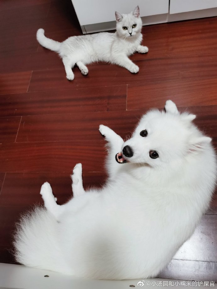 猫图片|宠物猫|猫咪|