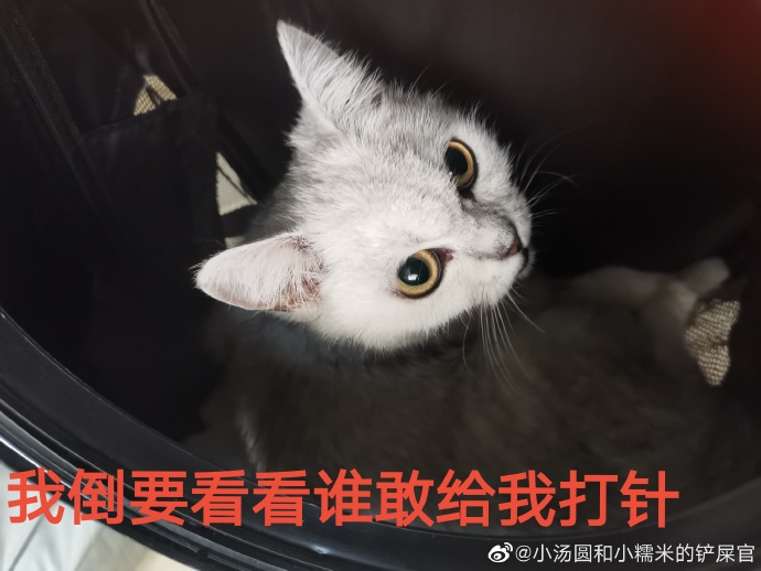 猫图片|宠物猫|猫咪|