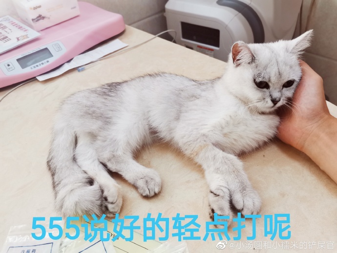 猫图片|宠物猫|猫咪|