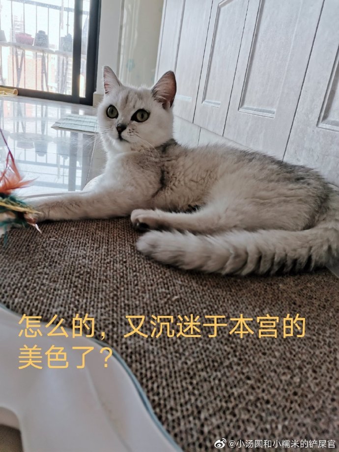 猫图片|宠物猫|猫咪|
