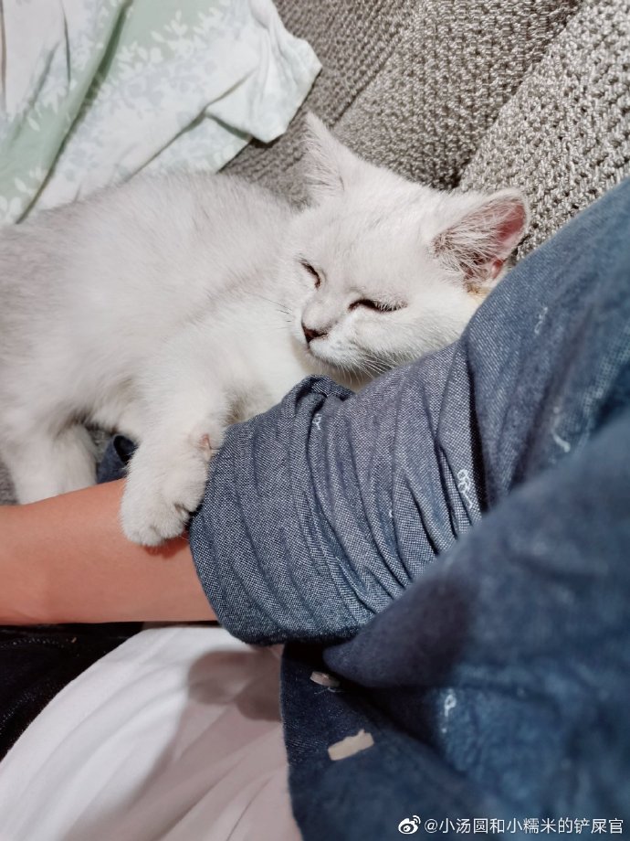 猫图片|宠物猫|猫咪|