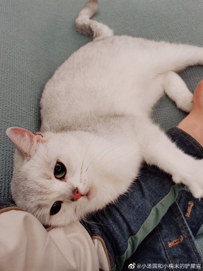 猫图片|宠物猫|猫咪|