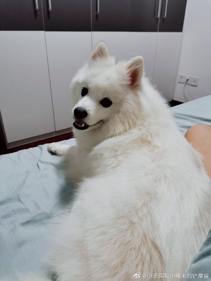 猫图片|宠物猫|猫咪|