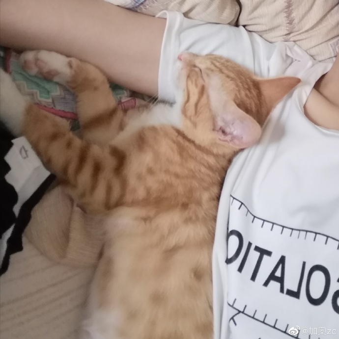 猫图片|宠物猫|猫咪|