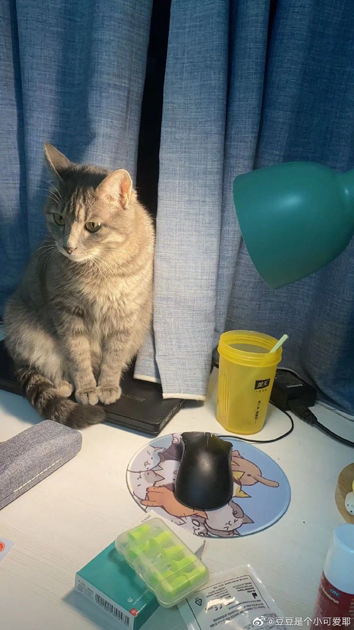 猫图片|宠物猫|猫咪|