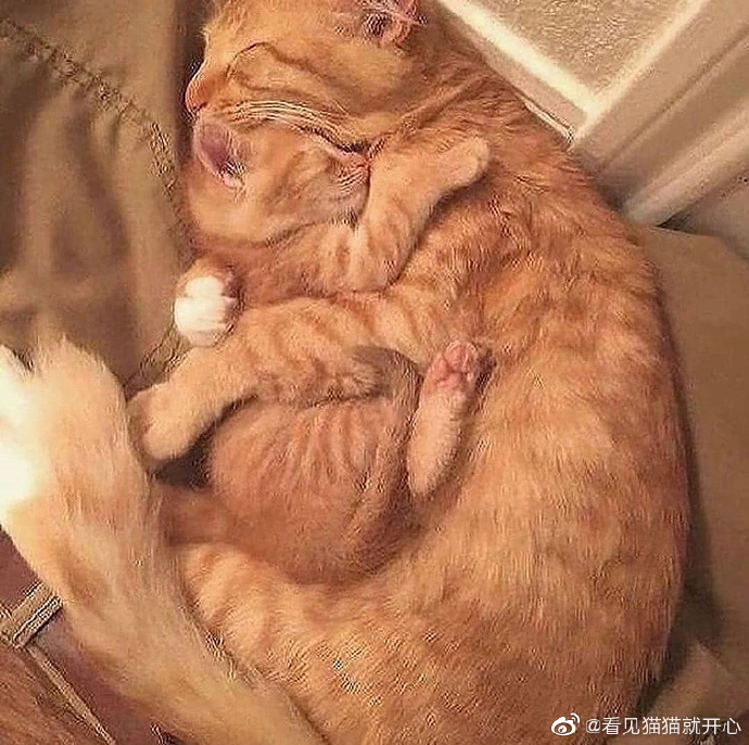 猫图片|宠物猫|猫咪|