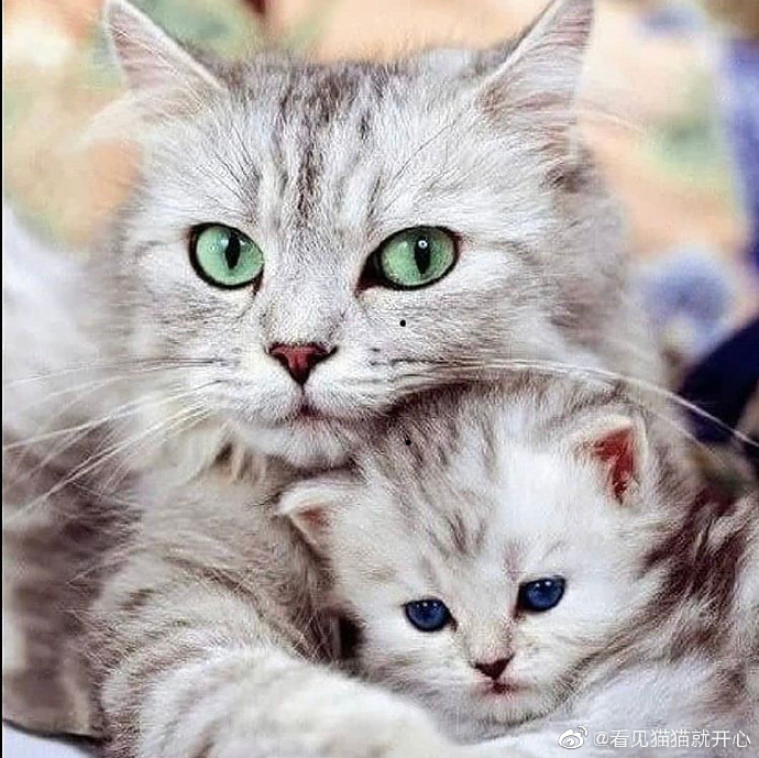 猫图片|宠物猫|猫咪|