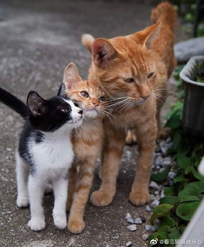 猫图片|宠物猫|猫咪|
