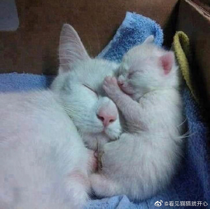 猫图片|宠物猫|猫咪|