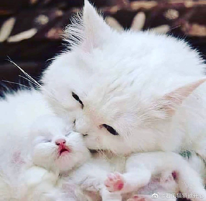 猫图片|宠物猫|猫咪|