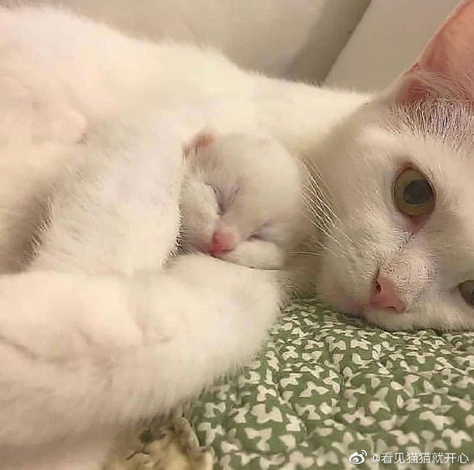 猫图片|宠物猫|猫咪|