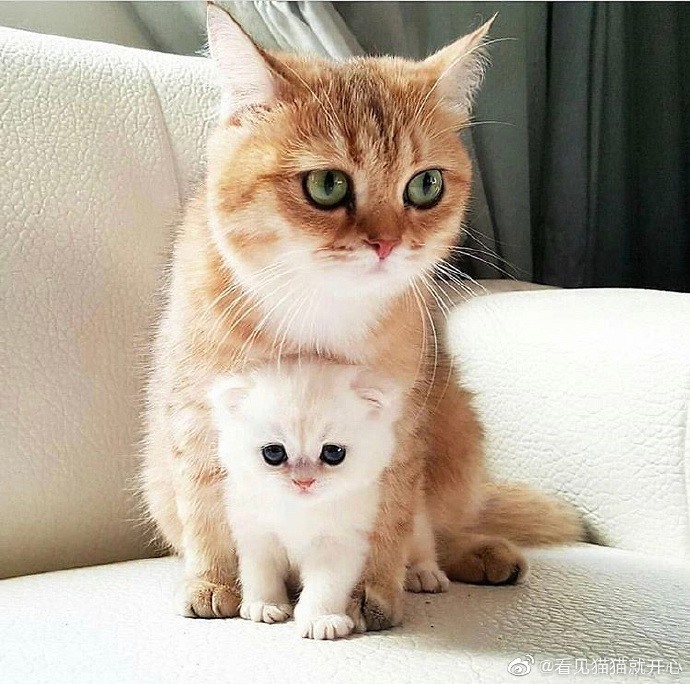 猫图片|宠物猫|猫咪|