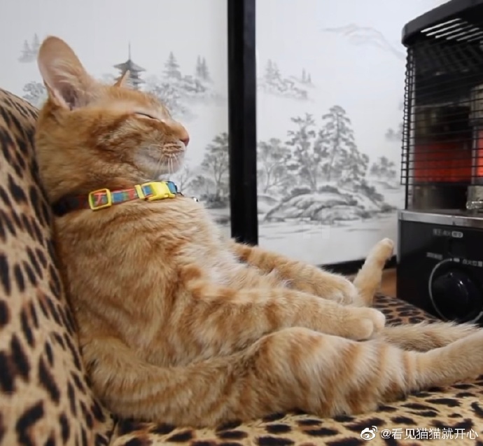 猫图片|宠物猫|猫咪|