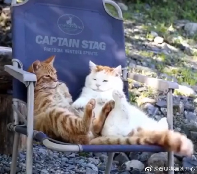 猫图片|宠物猫|猫咪|