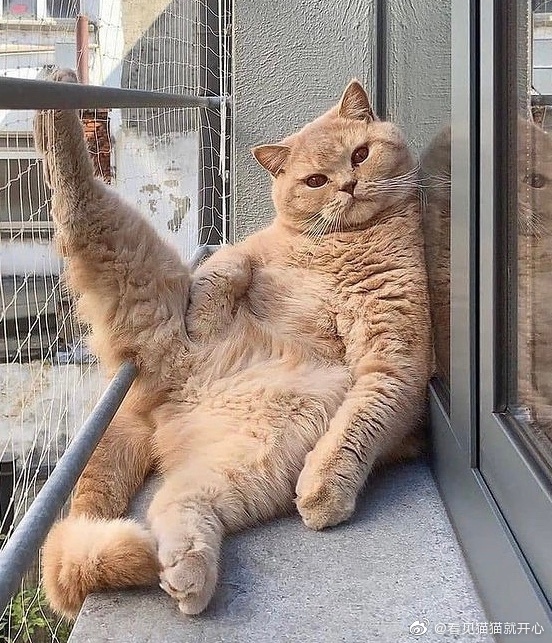 猫图片|宠物猫|猫咪|